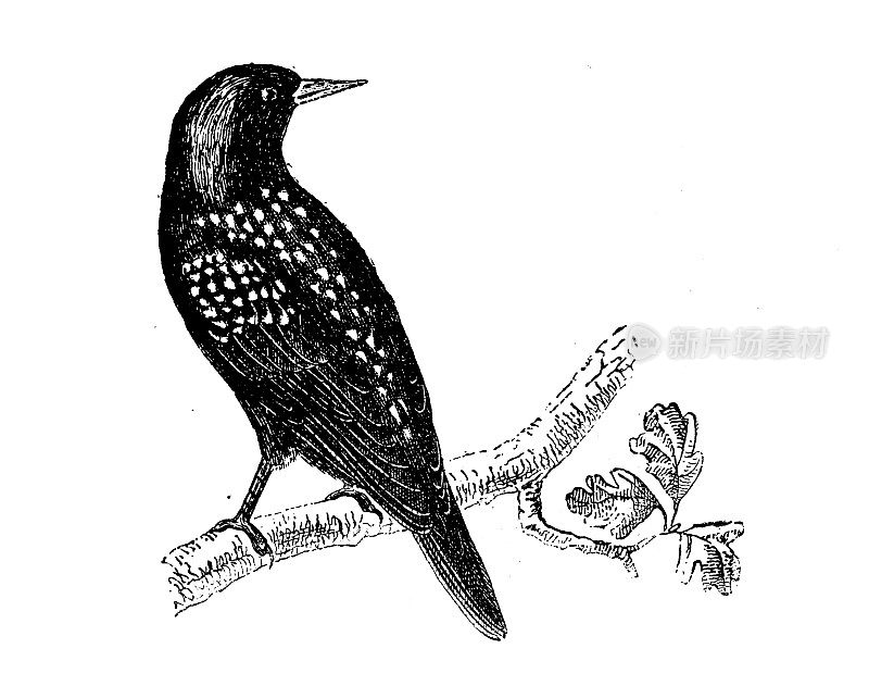 古董动物插图:八哥(Sturnus vulgaris)